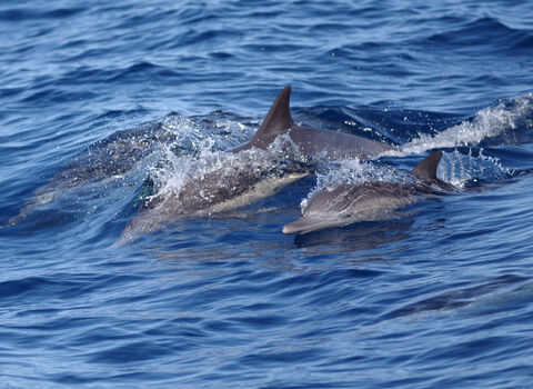 Dolphins just breaching the surface of the sea