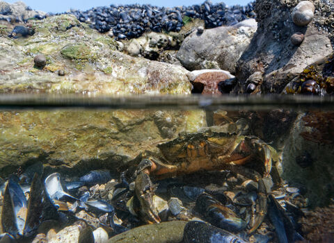 A split level view of a rockpool, showing the sky and the mussel-covered rocks above the water and a common shore crab in the pool, under the water