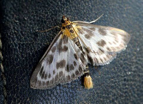 A small magpie moth clinging to a leather seat. It's a small moth with a  yellow head and tail. Its white wings have a black border and a scattering of black dots