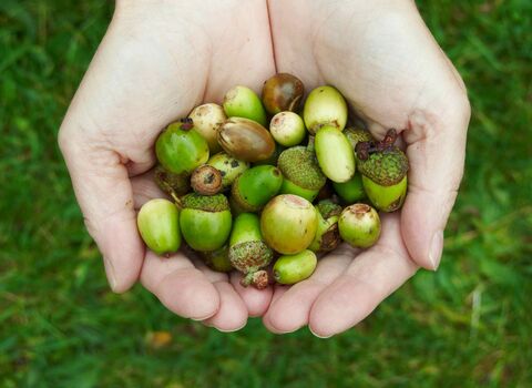 Acorns in the hands