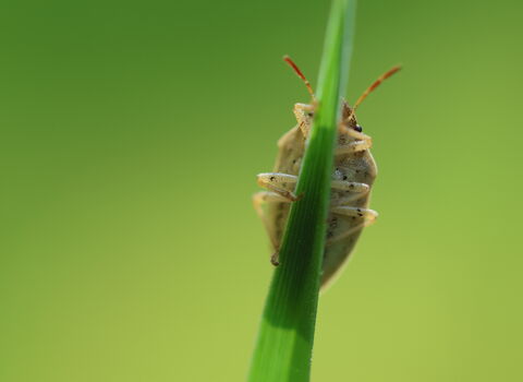 a bishop's mitre shieldbug clinging to the far side of a blade of grass, one eye visible peeking around the grass blade