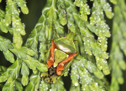 A juniper shieldbug clinging to the leaves of a cypress tree. It's a green shieldbug with a curving pink marking on each side of its back