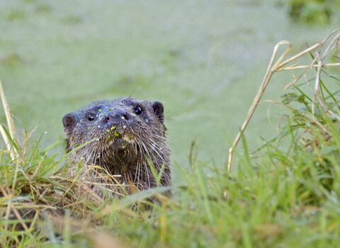 Otter sitting in green pond weed near the bank