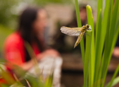 A dragonfly rests on a tall green reed in sharp focus. The background is softly blurred, showing aquatic plants and an out-of-focus person sat by a pond