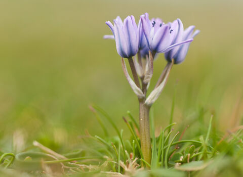 Spring squill, a short-stalked wildflower with purple-blue, star-shaped flowers, growing from short grass