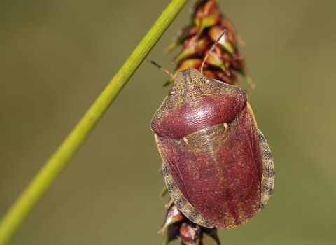 A tortoise shieldbug clinging to a plant stem. It's a rounded, reddish-brown bug