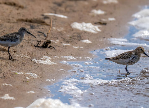 A curlew sandpiper standing on a beach, with a dunlin a foot away to its right, at the water's edge. It shows the larger size of the curlew sandpiper, the longer legs and the longer, more curved beak
