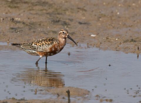 A curlew sandpiper wading through a shallow, muddy pool. It's a small wading bird with a fairly long, downcurved beak, rusty red underparts and spangled black and red upparparts