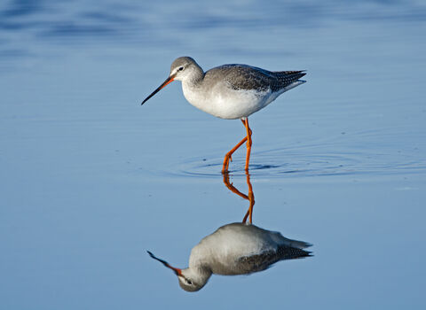 A spotted redshank wading through shallow water, with a perfect reflection. It's an elegant wader with a grey back, white belly and long reddish-orange legs. It has a bold white line above the eye and a long, fine bill with a red base to the lower mandible and a slightly drooping tip