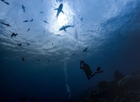 Inka Cresswell in scuba gear, holding a camera in waterproof housing, as she swims underwater beneath a school of sharks silhouetted against the light above