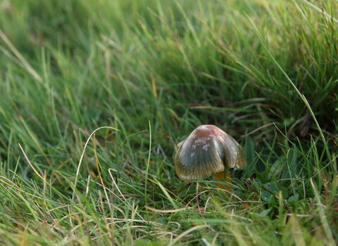 A parrot waxcap growing amongst medium-length grass. It's a small toadstool with a glistening greenish-red cap