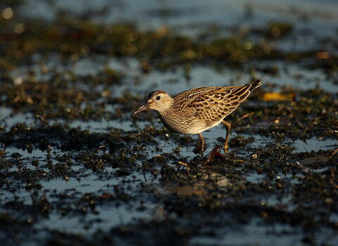 A pectoral sandpiper walking across wet mud. It's a small, brown wading bird with a sharp demarcation between the buffish-brown breast and white belly