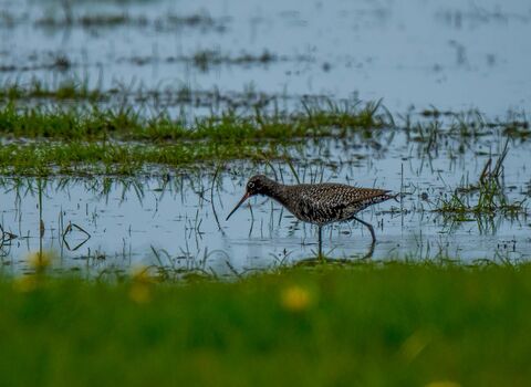 A spotted redshank in its black summer plumage, walking through shallow water in a muddy marsh