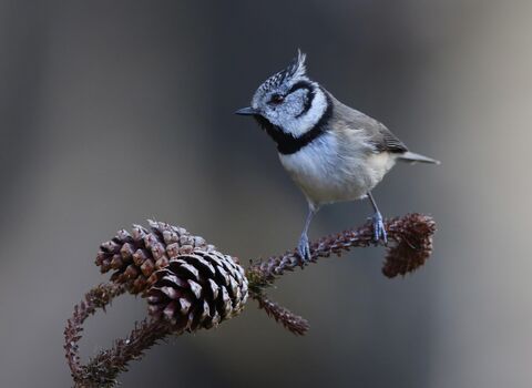 A crested tit perched on a pine twig, beside two pine cones. It's a small bird with a greyish-brown back, paler belly and prominent crest on its head