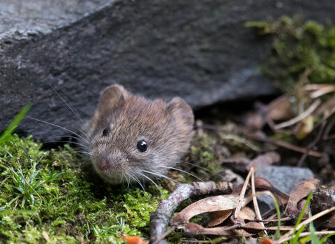 A brown Bank vole popping it's head from a burrow under a rock with green moss to the left.