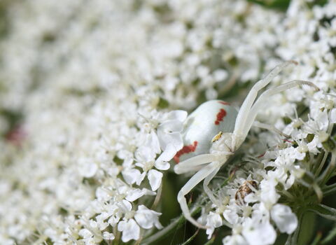 A flower crab spider resting on a white umbellifer, its front two pairs of legs held out waiting to grab an unwary insect. The spider is white, to blend in with the flower, with red markings on the abdomen