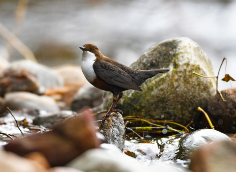 A small brown dipper perched on a stone in the middle of a river with fallen leaves around it