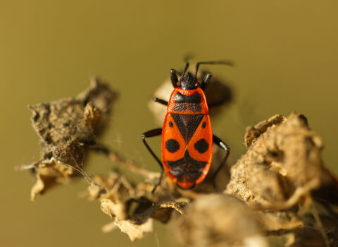 A firebug resting on a dead seedhead. It's a surfboard-shaped bug with a black head, black legs and a red body with black markings