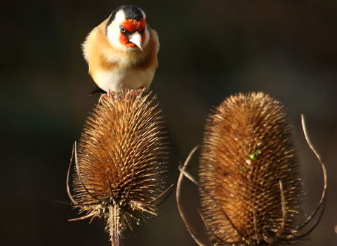 A colourful goldfinch perched on a seeding teasel head