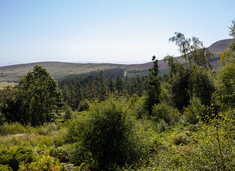 Panoramic view across the Rothbury Estate, with dense green shrubs and trees in the foreground, a woodland valley stretching into the distance, and rolling hills under a clear blue sky.
