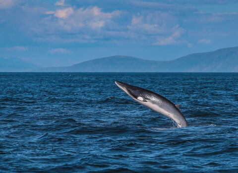 A minke whale breaching, with only its tail still in the water