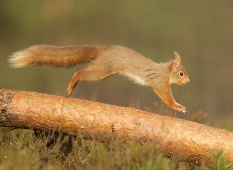 A red squirrel darts along a branch, it's paws outstretched and ears swept back