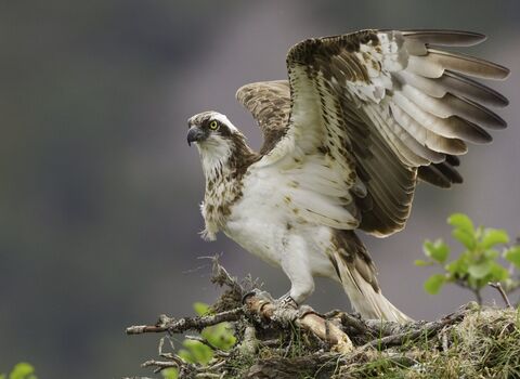 Osprey (Pandion haliaeetus) female on nest in Cairngorms National Park, Scotland