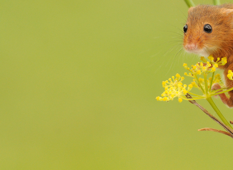 Harvest mouse