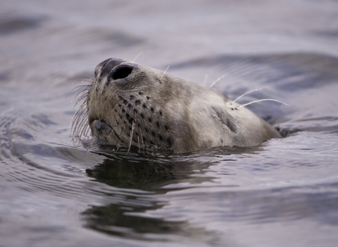 A young grey seal (Halichoerus grypus, probably a male) closes its eyes at it submerges beneath the surface. Taken in the evening