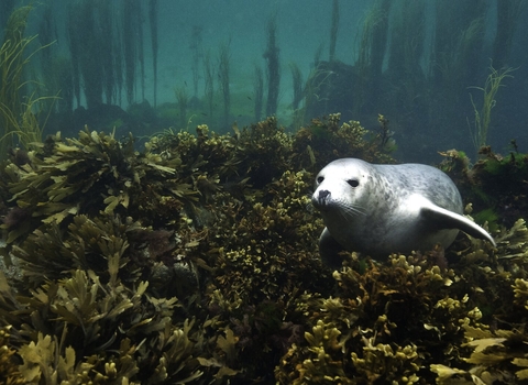 Grey Seal Pup In Seaweeds