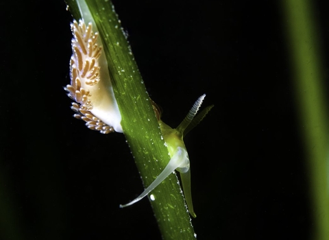 A colourful nudibranch (Facelina auriculata) searching for its food of small hydroids by climbing on a blade of seagrass (eelgrass: Zostera marina) meadow.