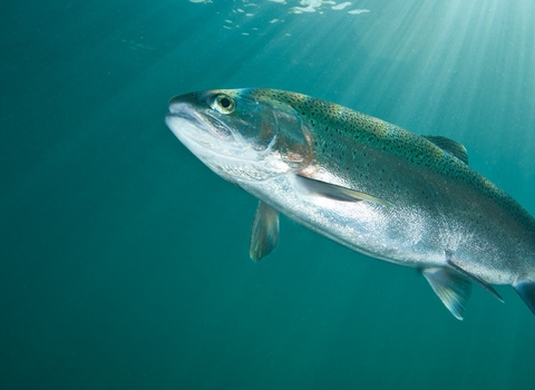 Rainbow Trout, Lancashire, UK