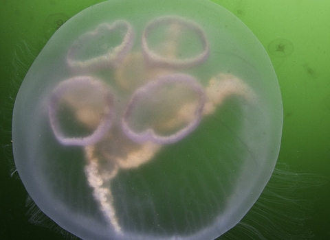 Moon Jellyfish