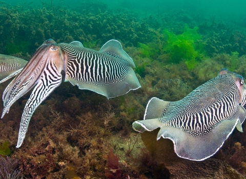 Two Pairs Of Cuttlefish. Devon, UK