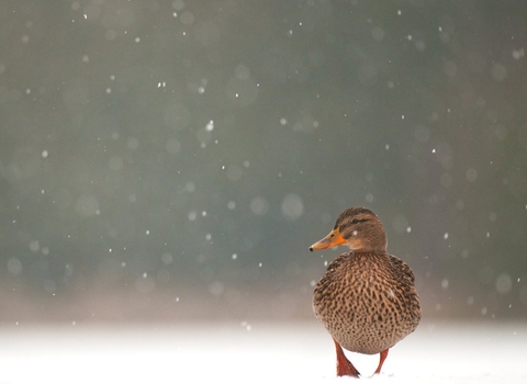 Mallard wildlife trust