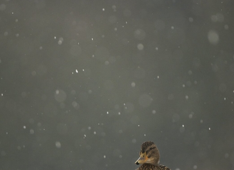 An adult female on a frozen lake in falling snow