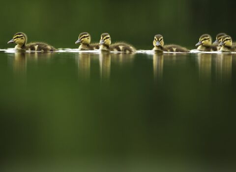 A line of ducklings on a tranquil lake at dawn