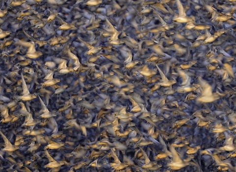 A dense flock of knot, medium-sized wading birds with silvery plumage, takes to the air, filling the frame completely