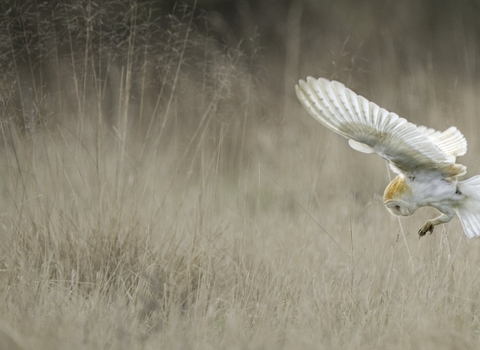 Barn Owl (Tyto alba) swooping onto mouse UK