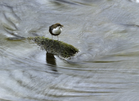 Dipper in river