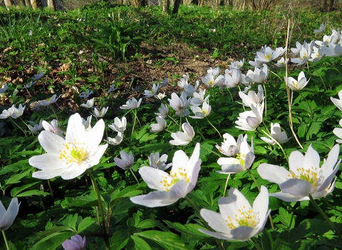 An image of flowers on the floor in Northumberland