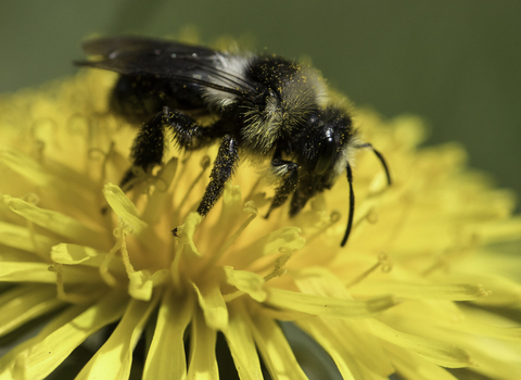 Ashy mining bee