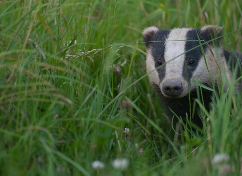 badger