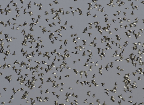 A large flock of dunlin in flight