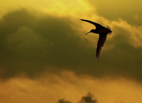 Curlew, Numenius arquata, in flight at dusk. Peak District National Park, UK - Ben Hall/2020VISION