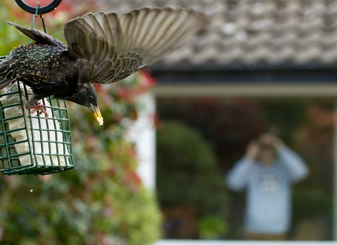 Starling on bird feeder from window