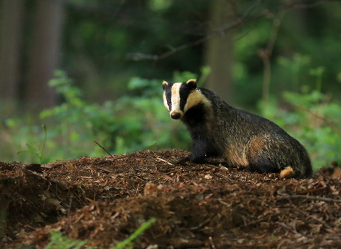 badger