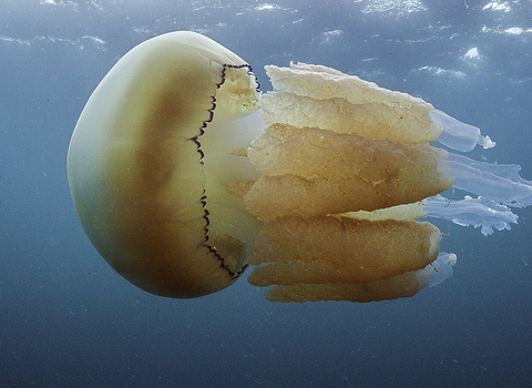 Barrel jellyfish