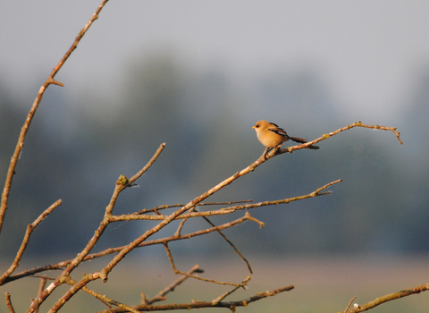 Bearded tit