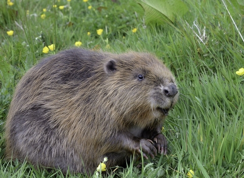 Beaver sat up among buttercups